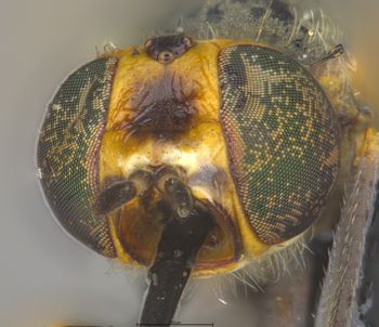 Media type: image;   Entomology 27054 Description: Specimen documentation photo of head frontal viewfrom specimen MCZ:Ent:27054, captured on2025-06-24;  Aspect: head frontal view